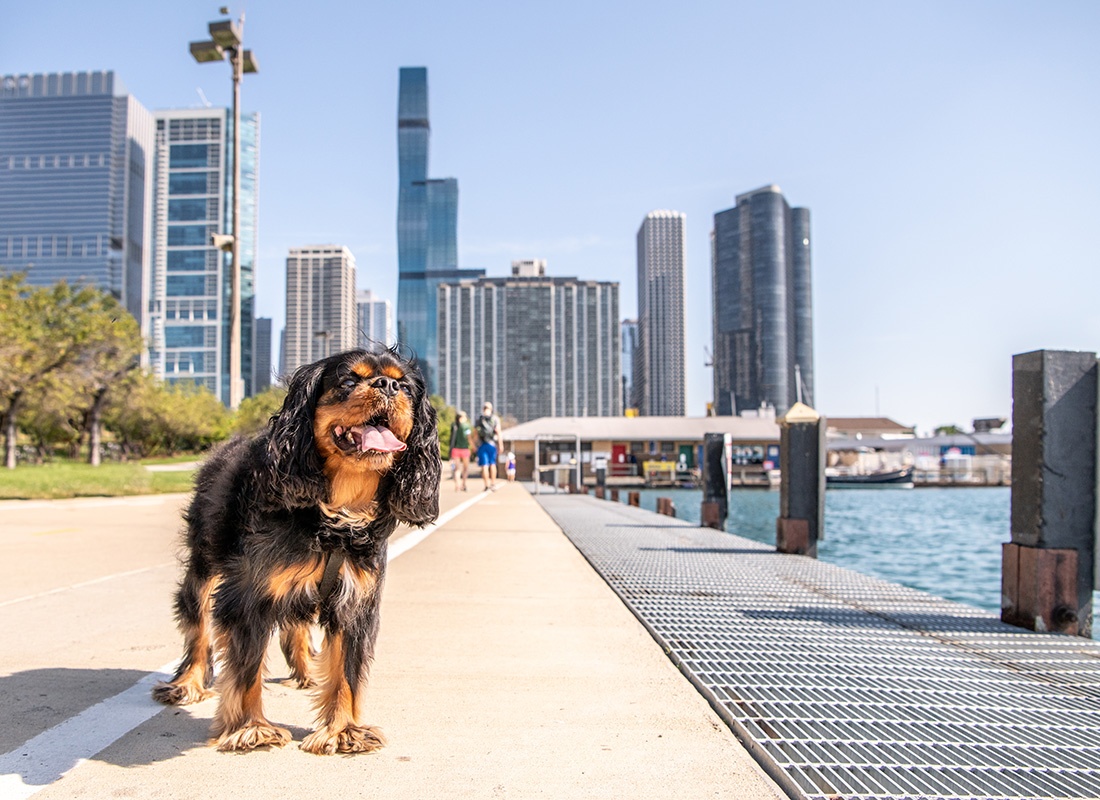 Insurance Solutions - Happy Dog Out for a Walk on Chicago Lakefront Trail on a Sunny Day